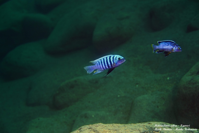 Maylandia zebra 'Ngwasi'